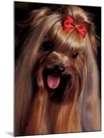 Yorkshire Terrier with Hair Tied up and Panting-Adriano Bacchella-Mounted Photographic Print