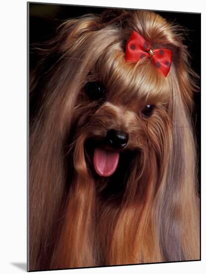 Yorkshire Terrier with Hair Tied up and Panting-Adriano Bacchella-Mounted Photographic Print