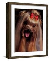 Yorkshire Terrier with Hair Tied up and Panting-Adriano Bacchella-Framed Photographic Print