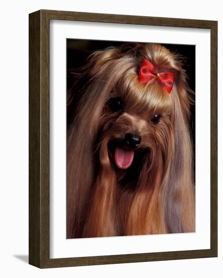 Yorkshire Terrier with Hair Tied up and Panting-Adriano Bacchella-Framed Photographic Print