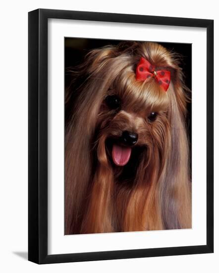 Yorkshire Terrier with Hair Tied up and Panting-Adriano Bacchella-Framed Photographic Print