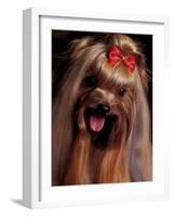 Yorkshire Terrier with Hair Tied up and Panting-Adriano Bacchella-Framed Photographic Print