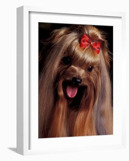 Yorkshire Terrier with Hair Tied up and Panting-Adriano Bacchella-Framed Photographic Print