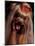 Yorkshire Terrier with Hair Tied up and Panting-Adriano Bacchella-Mounted Photographic Print