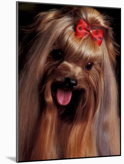 Yorkshire Terrier with Hair Tied up and Panting-Adriano Bacchella-Mounted Photographic Print