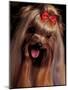 Yorkshire Terrier with Hair Tied up and Panting-Adriano Bacchella-Mounted Photographic Print