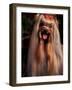 Yorkshire Terrier with Hair Tied up and Panting-Adriano Bacchella-Framed Photographic Print