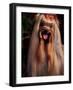 Yorkshire Terrier with Hair Tied up and Panting-Adriano Bacchella-Framed Photographic Print