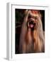 Yorkshire Terrier with Hair Tied up and Panting-Adriano Bacchella-Framed Photographic Print