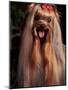 Yorkshire Terrier with Hair Tied up and Panting-Adriano Bacchella-Mounted Photographic Print