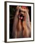 Yorkshire Terrier with Hair Tied up and Panting-Adriano Bacchella-Framed Photographic Print