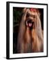 Yorkshire Terrier with Hair Tied up and Panting-Adriano Bacchella-Framed Photographic Print