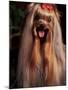 Yorkshire Terrier with Hair Tied up and Panting-Adriano Bacchella-Mounted Photographic Print