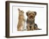 Yorkshire Terrier, with Netherland-Cross Rabbit-Mark Taylor-Framed Photographic Print