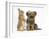 Yorkshire Terrier, with Netherland-Cross Rabbit-Mark Taylor-Framed Photographic Print