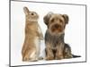 Yorkshire Terrier, with Netherland-Cross Rabbit-Mark Taylor-Mounted Photographic Print