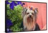 Yorkshire Terrier with potted flowers-Zandria Muench Beraldo-Framed Stretched Canvas