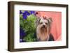 Yorkshire Terrier with potted flowers-Zandria Muench Beraldo-Framed Photographic Print