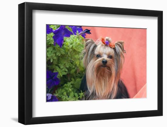 Yorkshire Terrier with potted flowers-Zandria Muench Beraldo-Framed Photographic Print