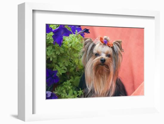 Yorkshire Terrier with potted flowers-Zandria Muench Beraldo-Framed Photographic Print