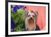 Yorkshire Terrier with potted flowers-Zandria Muench Beraldo-Framed Photographic Print