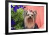 Yorkshire Terrier with potted flowers-Zandria Muench Beraldo-Framed Photographic Print