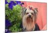 Yorkshire Terrier with potted flowers-Zandria Muench Beraldo-Mounted Photographic Print