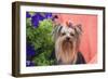 Yorkshire Terrier with potted flowers-Zandria Muench Beraldo-Framed Photographic Print