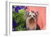 Yorkshire Terrier with potted flowers-Zandria Muench Beraldo-Framed Photographic Print