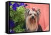 Yorkshire Terrier with potted flowers-Zandria Muench Beraldo-Framed Stretched Canvas