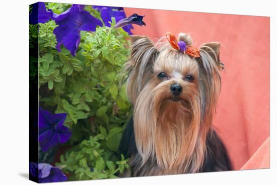 Yorkshire Terrier with potted flowers-Zandria Muench Beraldo-Stretched Canvas