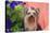 Yorkshire Terrier with potted flowers-Zandria Muench Beraldo-Stretched Canvas