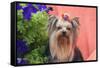 Yorkshire Terrier with potted flowers-Zandria Muench Beraldo-Framed Stretched Canvas