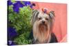 Yorkshire Terrier with potted flowers-Zandria Muench Beraldo-Stretched Canvas