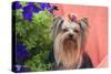 Yorkshire Terrier with potted flowers-Zandria Muench Beraldo-Stretched Canvas