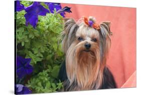 Yorkshire Terrier with potted flowers-Zandria Muench Beraldo-Stretched Canvas