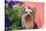 Yorkshire Terrier with potted flowers-Zandria Muench Beraldo-Stretched Canvas