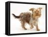 Yorkshire Terrier X Poodle Puppy, Swede, Running-Mark Taylor-Framed Stretched Canvas