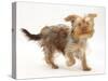 Yorkshire Terrier X Poodle Puppy, Swede, Running-Mark Taylor-Stretched Canvas