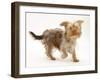 Yorkshire Terrier X Poodle Puppy, Swede, Running-Mark Taylor-Framed Photographic Print