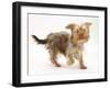 Yorkshire Terrier X Poodle Puppy, Swede, Running-Mark Taylor-Framed Photographic Print