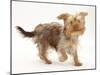 Yorkshire Terrier X Poodle Puppy, Swede, Running-Mark Taylor-Mounted Photographic Print