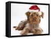 Yorkshire Terrier X Poodle Puppy, Swede, with Father Christmas Hat On-Mark Taylor-Framed Stretched Canvas