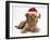 Yorkshire Terrier X Poodle Puppy, Swede, with Father Christmas Hat On-Mark Taylor-Framed Photographic Print