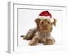 Yorkshire Terrier X Poodle Puppy, Swede, with Father Christmas Hat On-Mark Taylor-Framed Photographic Print