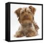 Yorkshire Terrier X Poodle Puppy, Swede-Mark Taylor-Framed Stretched Canvas