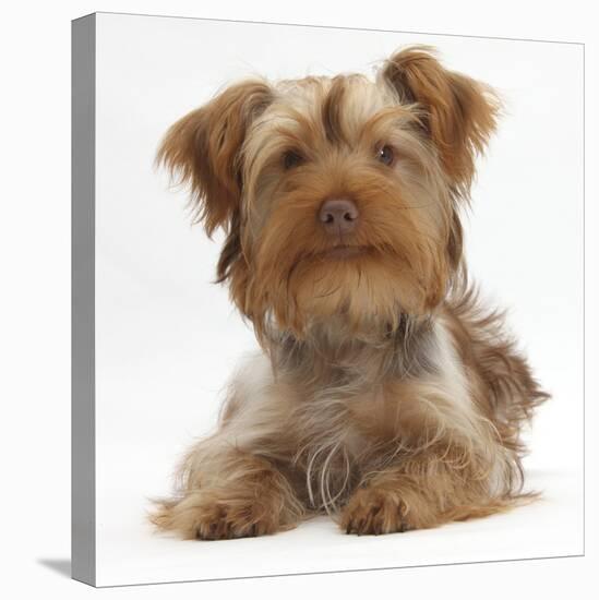 Yorkshire Terrier X Poodle Puppy, Swede-Mark Taylor-Stretched Canvas