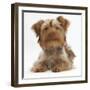 Yorkshire Terrier X Poodle Puppy, Swede-Mark Taylor-Framed Photographic Print