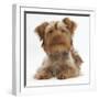 Yorkshire Terrier X Poodle Puppy, Swede-Mark Taylor-Framed Photographic Print