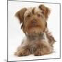 Yorkshire Terrier X Poodle Puppy, Swede-Mark Taylor-Mounted Photographic Print